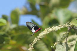 Image of Atrophaneura zaleucus (Hewitson 1865)