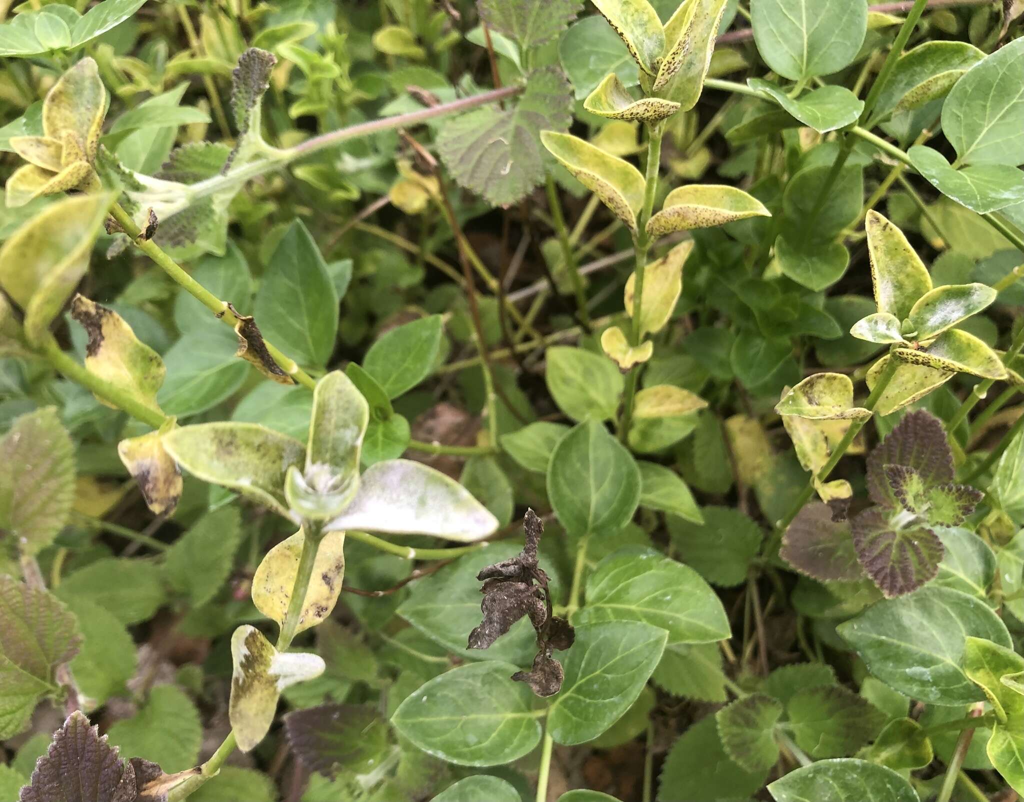 Plancia ëd Puccinia vincae (DC.) Berk. 1836