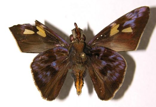 Image of <i>Perichares lotus</i> Butler 1870