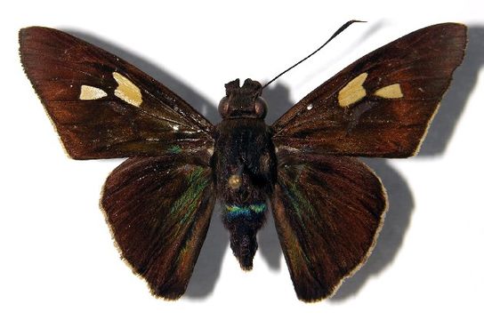 Image of <i>Perichares lotus</i> Butler 1870