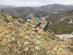 Image of Phlomis crinita Cav.