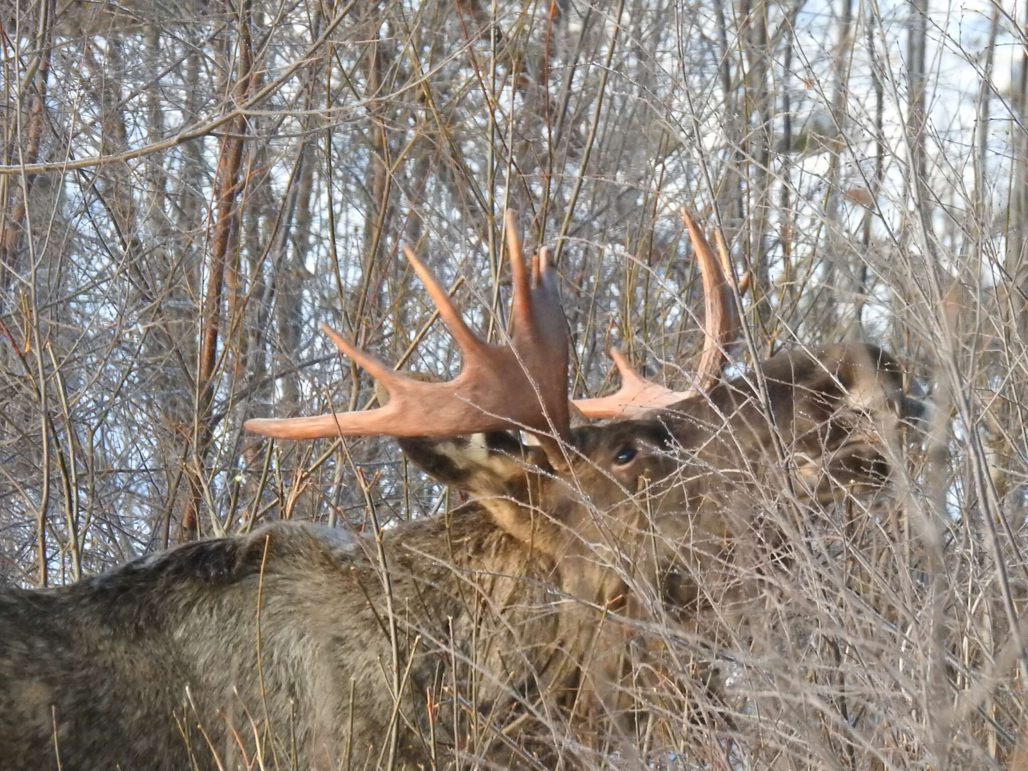 Image of Elk