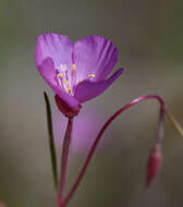 Imagem de Clarkia gracilis (Piper) A. Nels. & J. F. Macbr.