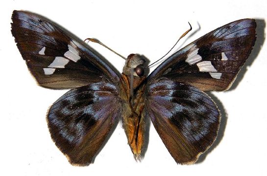 Image of <i>Perichares lotus</i> Butler 1870