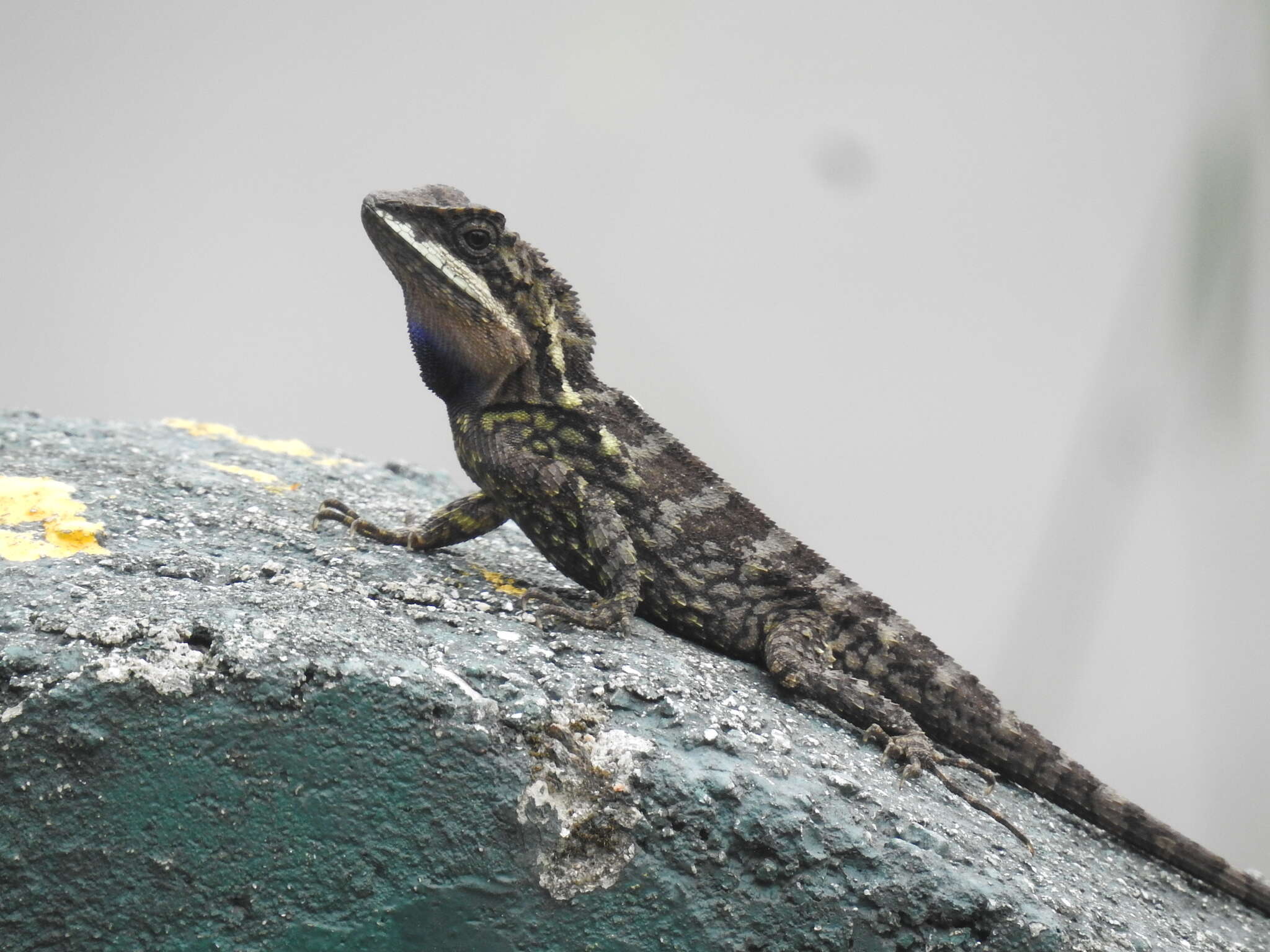 Image of East Himalayan Mountain Lizard