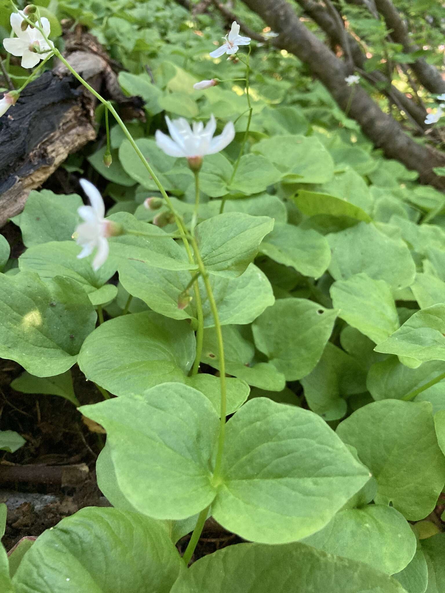 Claytonia cordifolia S. Wats. resmi