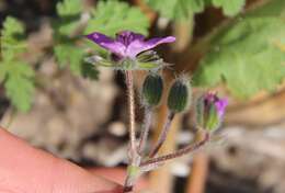 Imagem de Erodium malacoides (L.) L'Her.