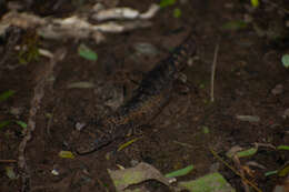 Image of Rose Whorltail Iguana