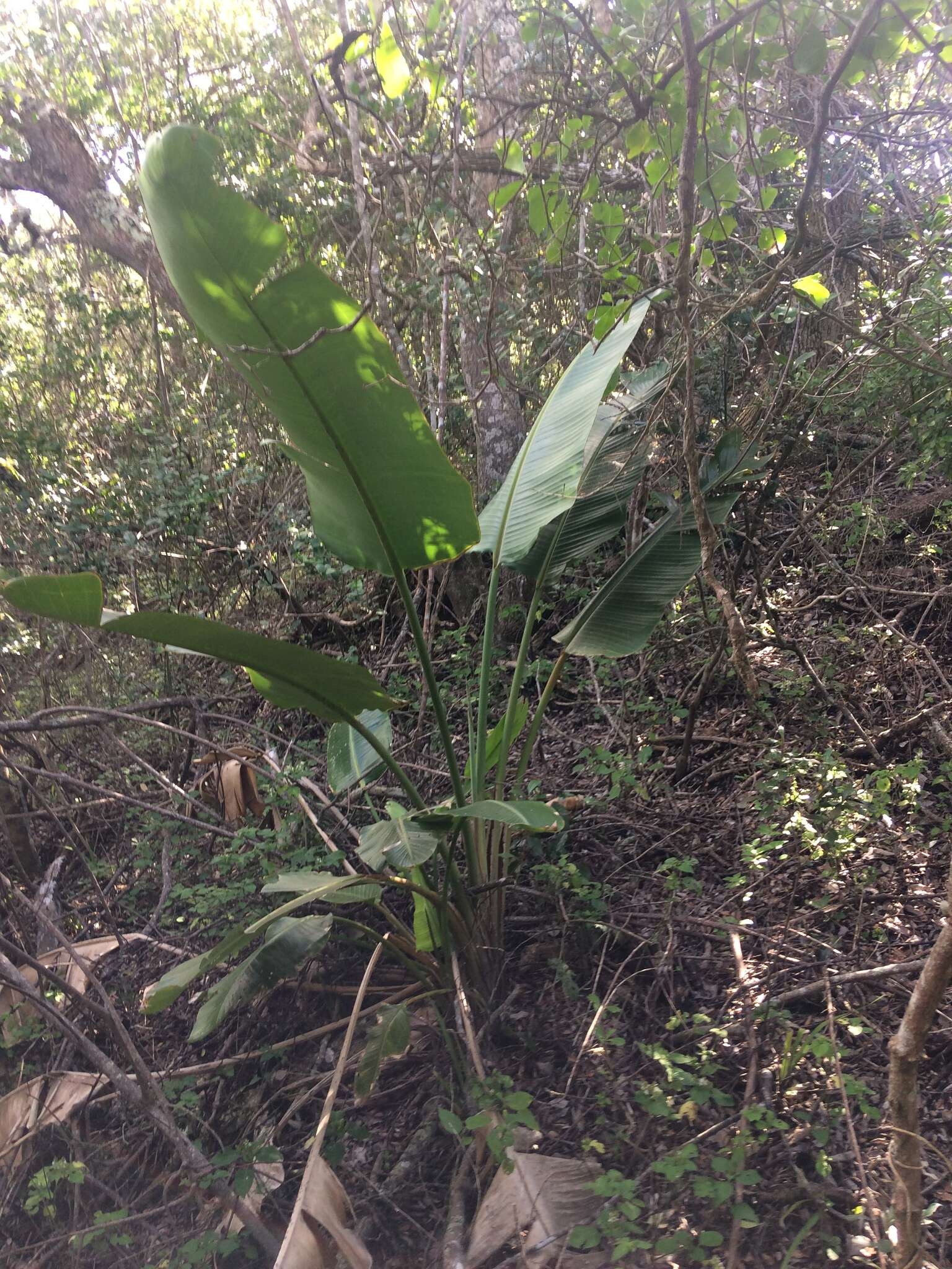 Image of Natal wild banana