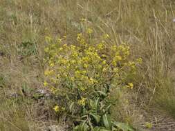 Plancia ëd Brassica elongata subsp. integrifolia (Boiss.) Breistr.