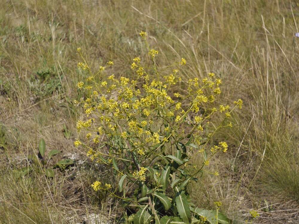 Plancia ëd Brassica elongata subsp. integrifolia (Boiss.) Breistr.