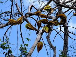 Macroscepis yucatanensis Morillo resmi