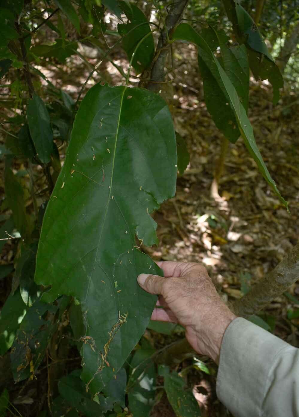 Image of Carronia pedicellata L. L. Forman