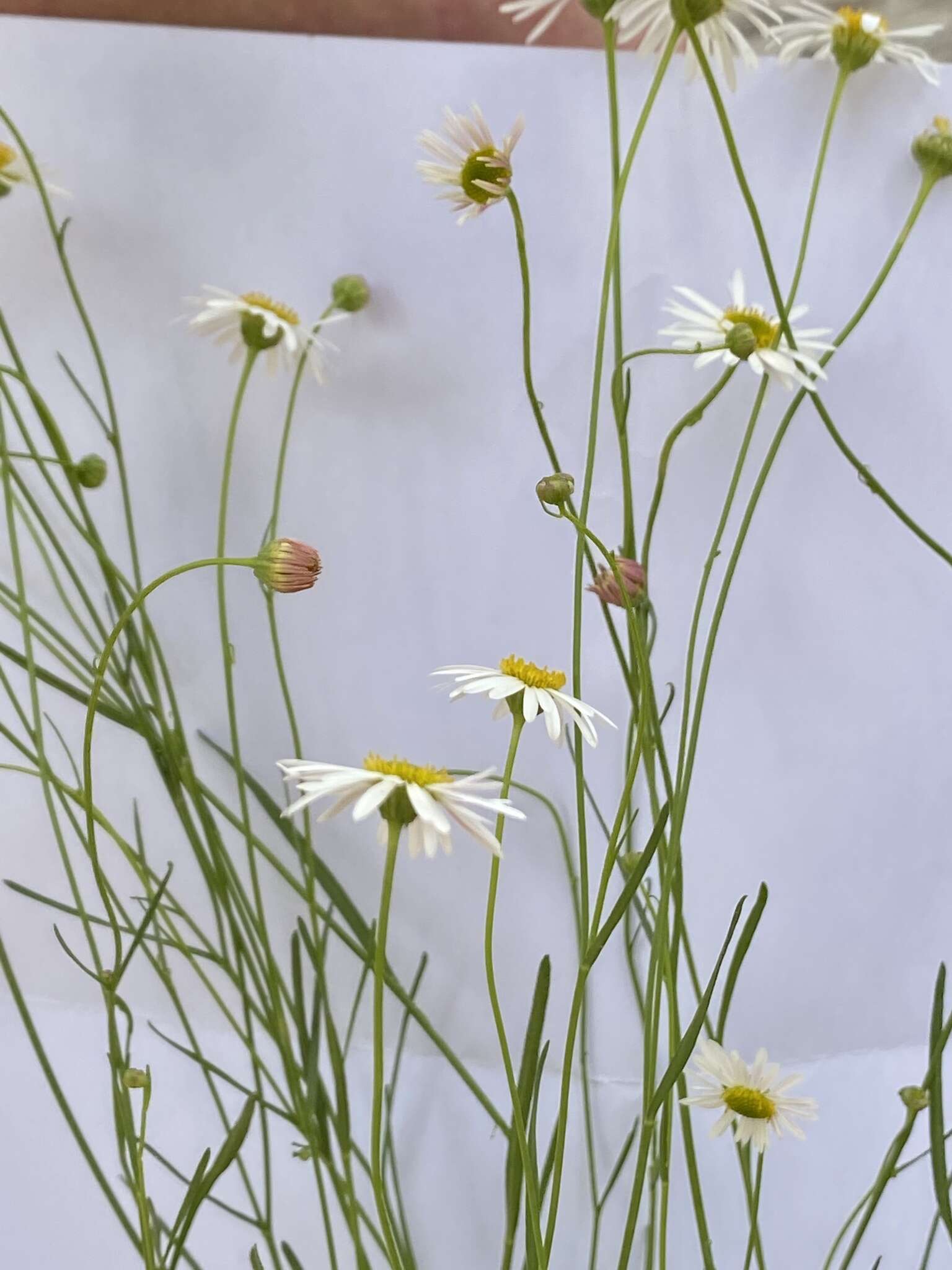 Image of Brachyscome paludicola P. S. Short