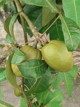 Imagem de Pachira glabra Pasq.