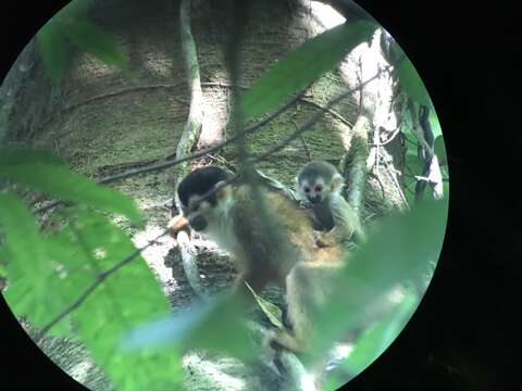 Image of Black-crowned Central American Squirrel Monkey