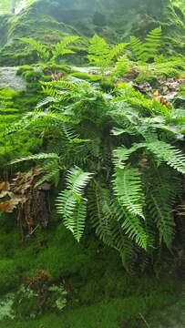 Image of Appalachian polypody