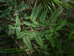 Image of Rubus columellaris var. columellaris