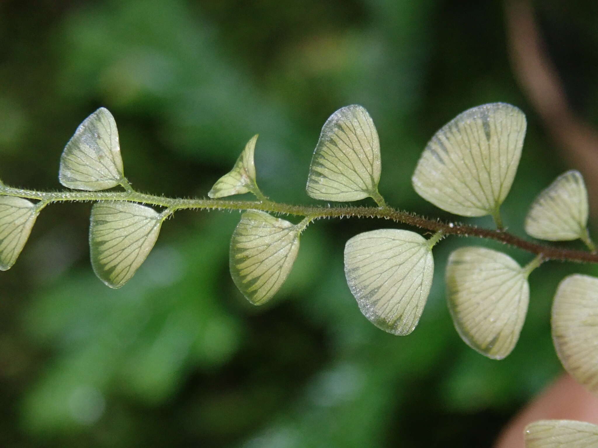 Adiantum flabellulatum L.的圖片