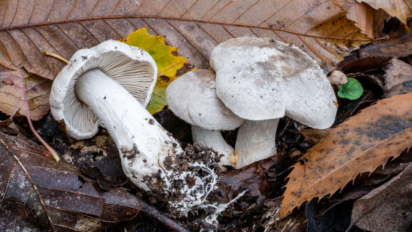 Image de Tricholoma filamentosum (Alessio) Alessio 1988