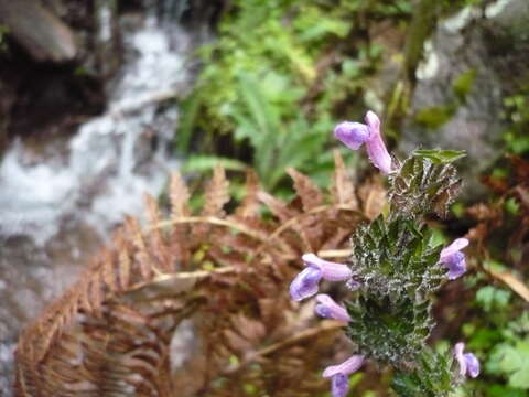 Salvia clinopodioides Kunth resmi