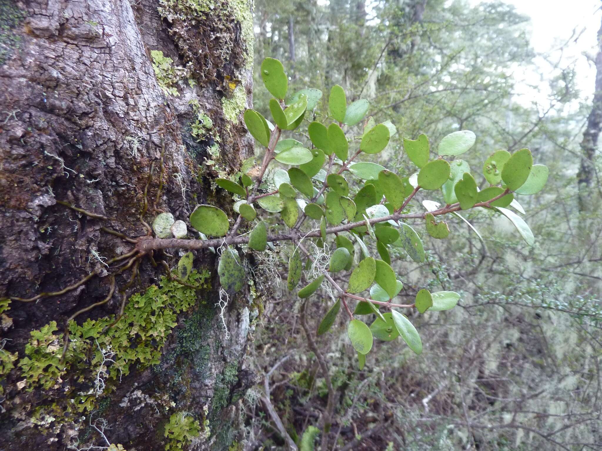 Image of Peraxilla tetrapetala (Tiegh.) Tiegh.