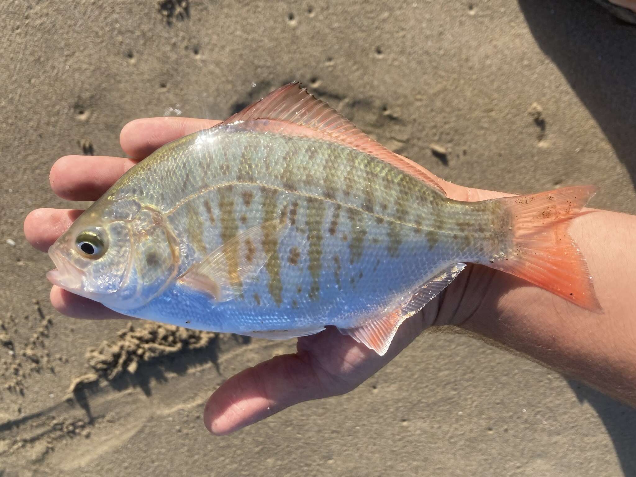 Image of Redtail surfperch