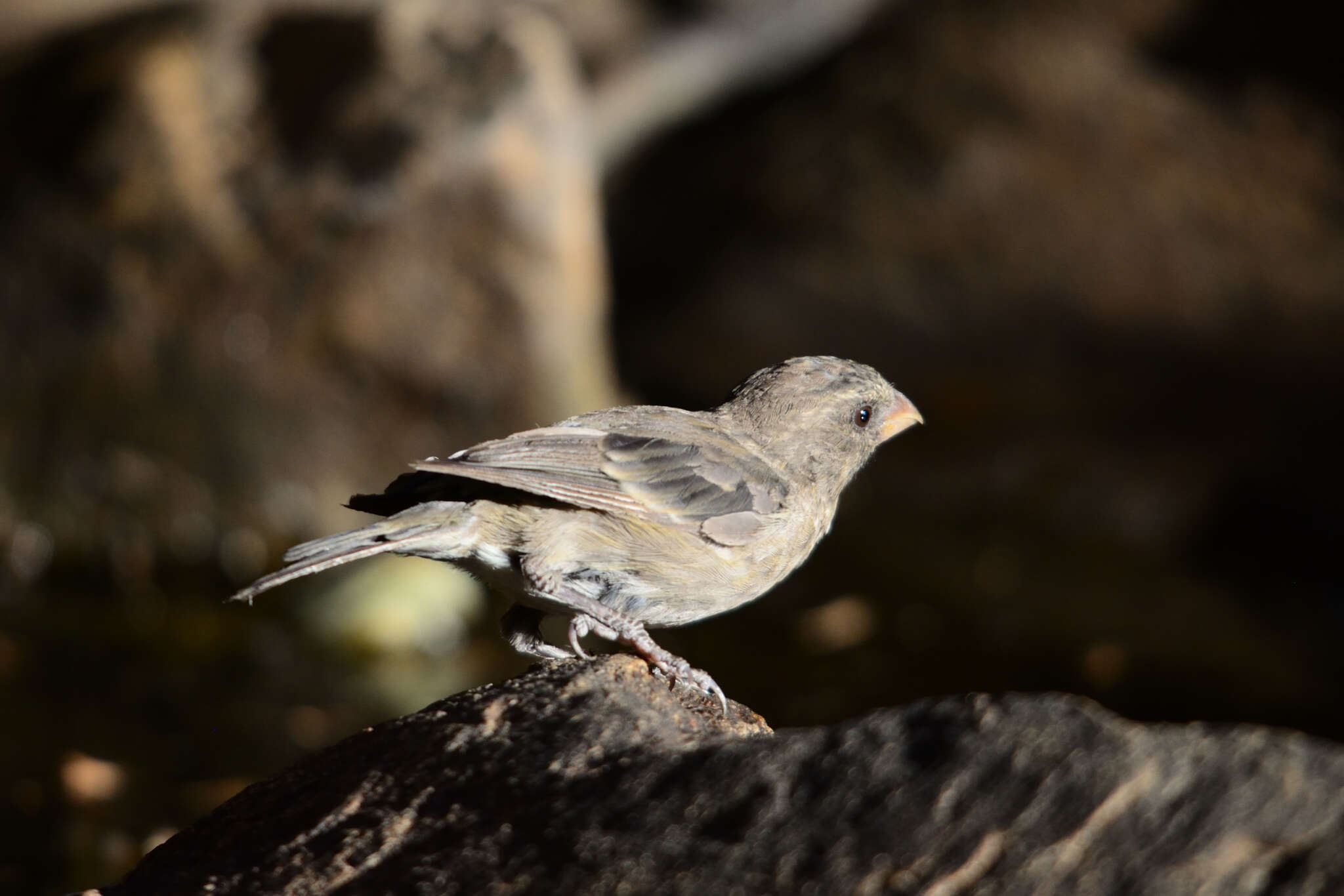 Image of Protea Canary