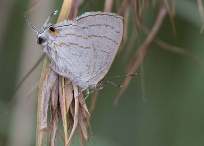 Imagem de Hypolycaena philippus (Fabricius 1793)