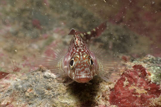 Image of Striped Triplefin