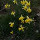 Image of Narcissus pseudonarcissus subsp. nevadensis (Pugsley) A. Fern.