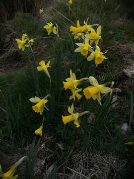 Image of Narcissus pseudonarcissus subsp. nevadensis (Pugsley) A. Fern.