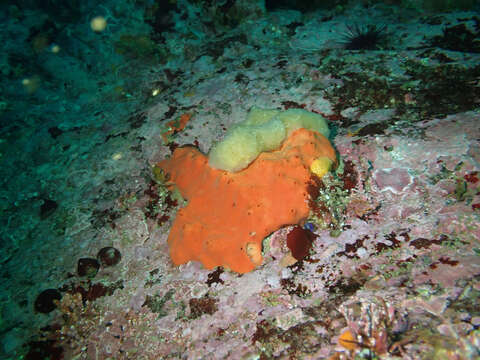 Image of red volcano horny sponge