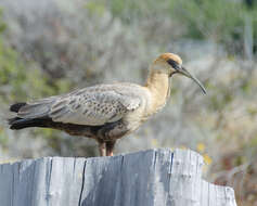 Image of Black-faced Ibis