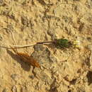 Image of Oxalis lineolata Salter