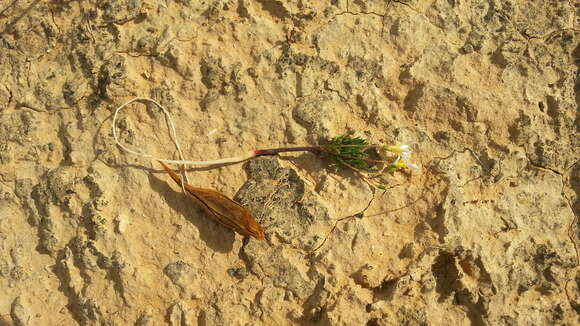 Image of Oxalis lineolata Salter