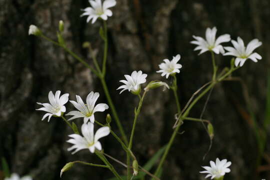 Imagem de Cerastium velutinum Raf.