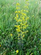 Image of Wirtgen's bedstraw