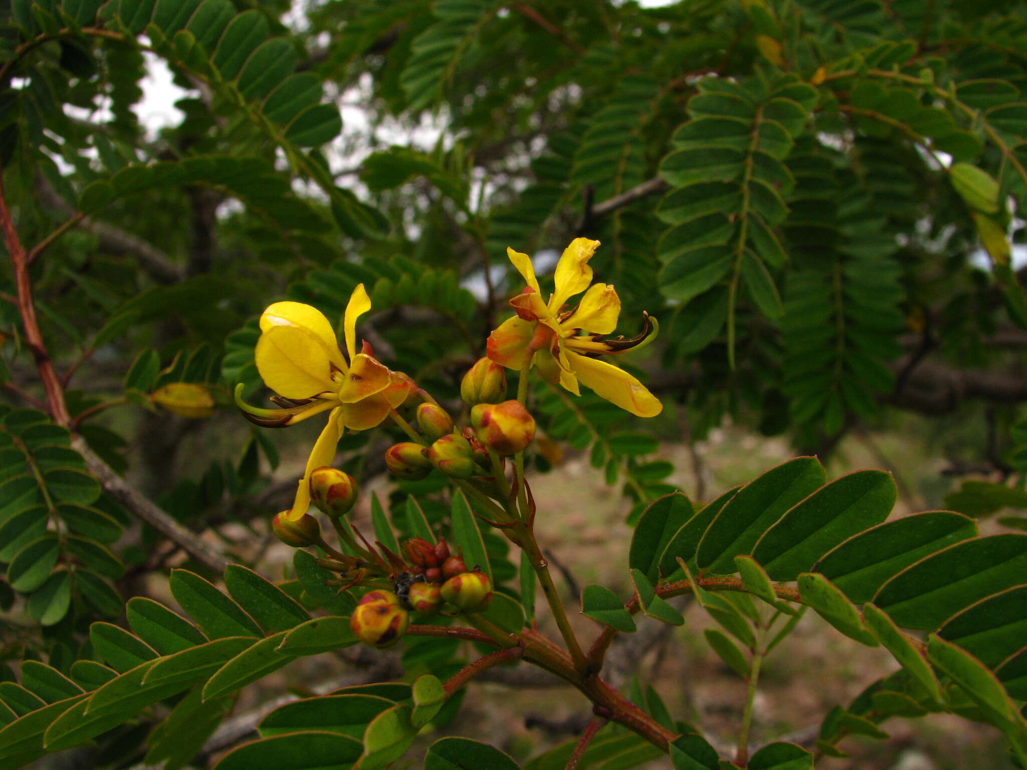 Image of Senna polyantha (Collad.) H. S. Irwin & Barneby