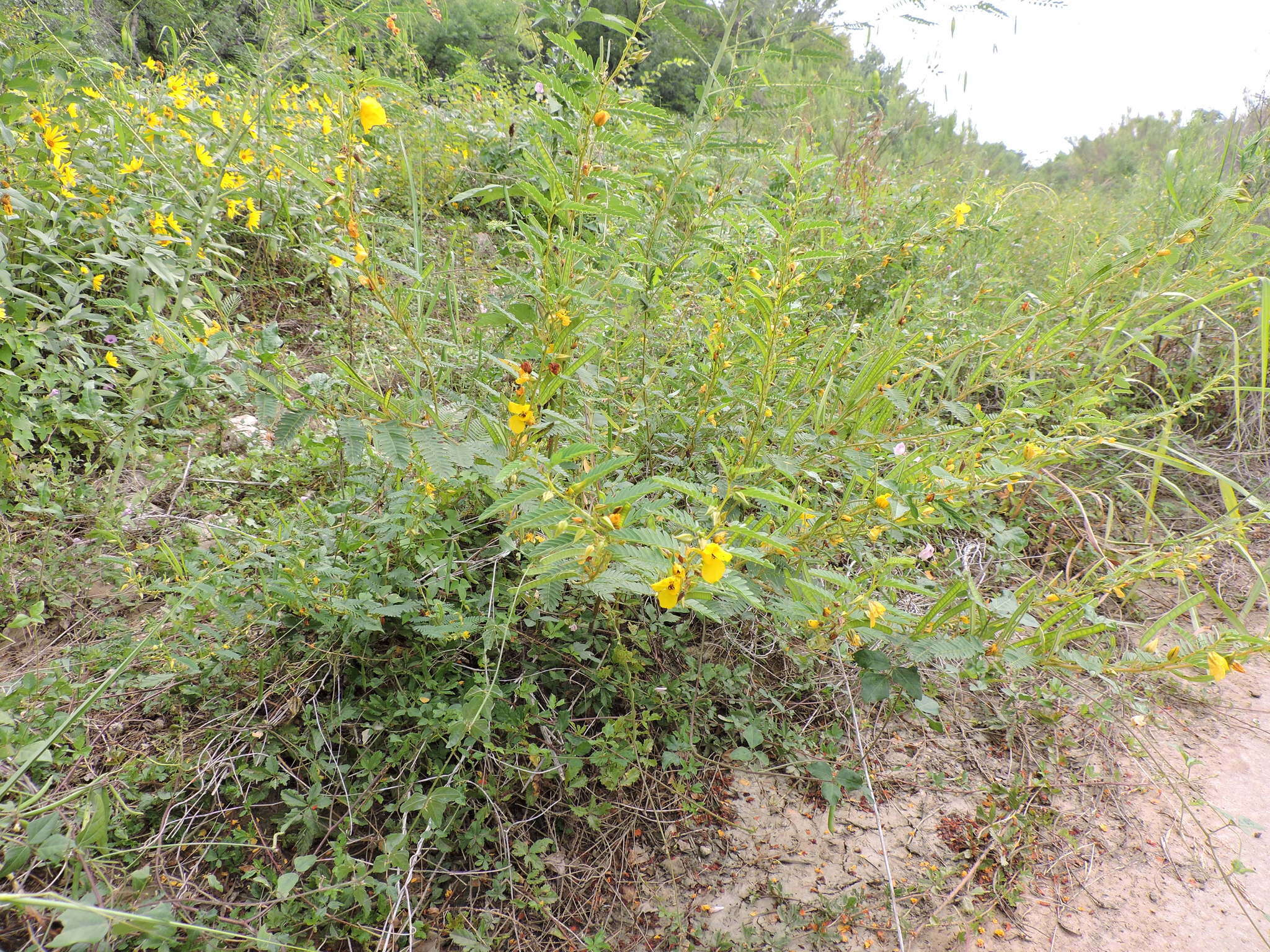 Image of partridge pea