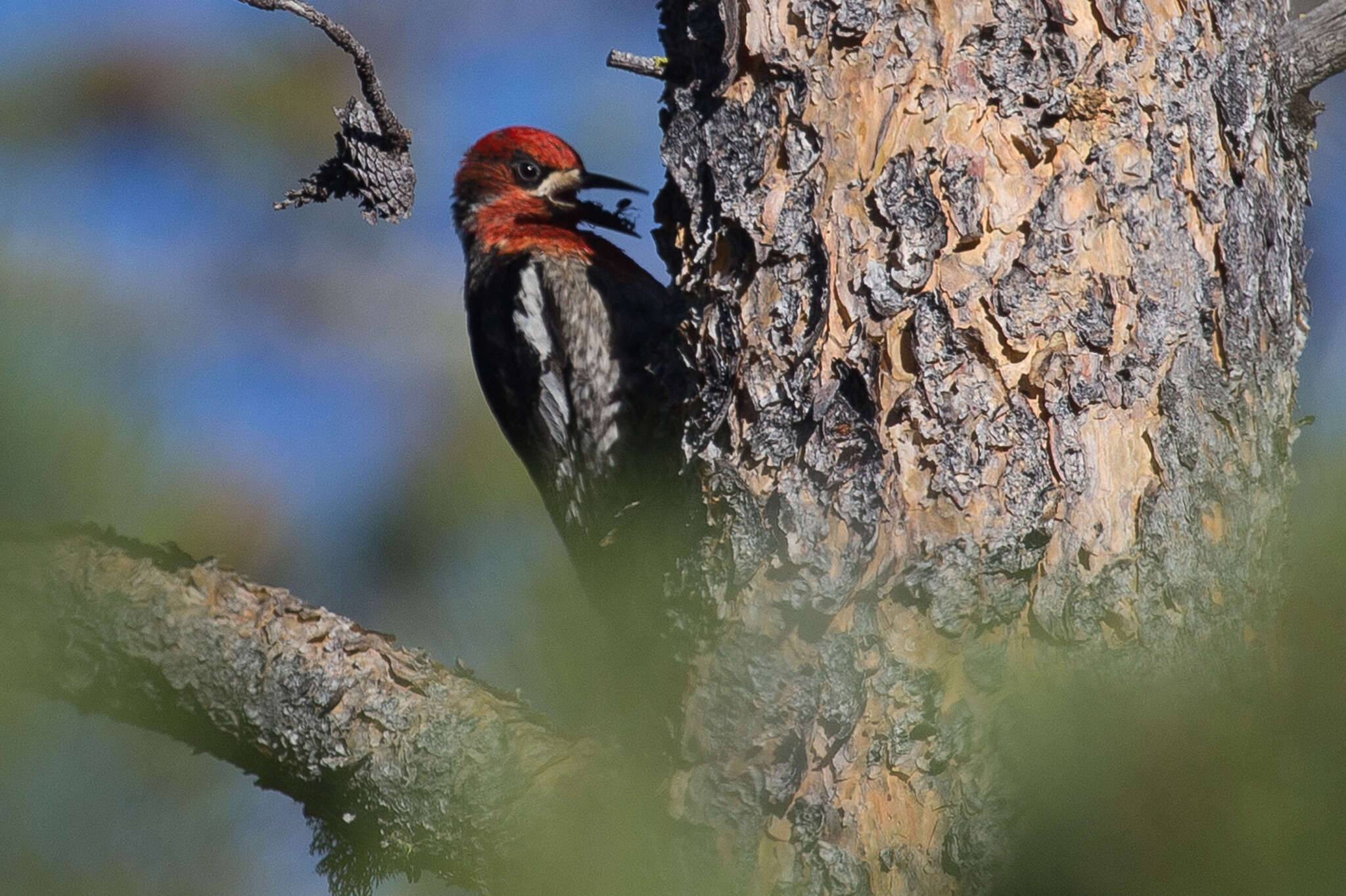 Image of Sapsucker