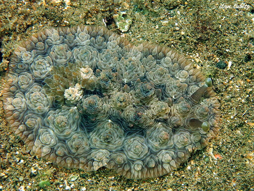 Image of Dendrodoris tuberculosa (Quoy & Gaimard 1832)