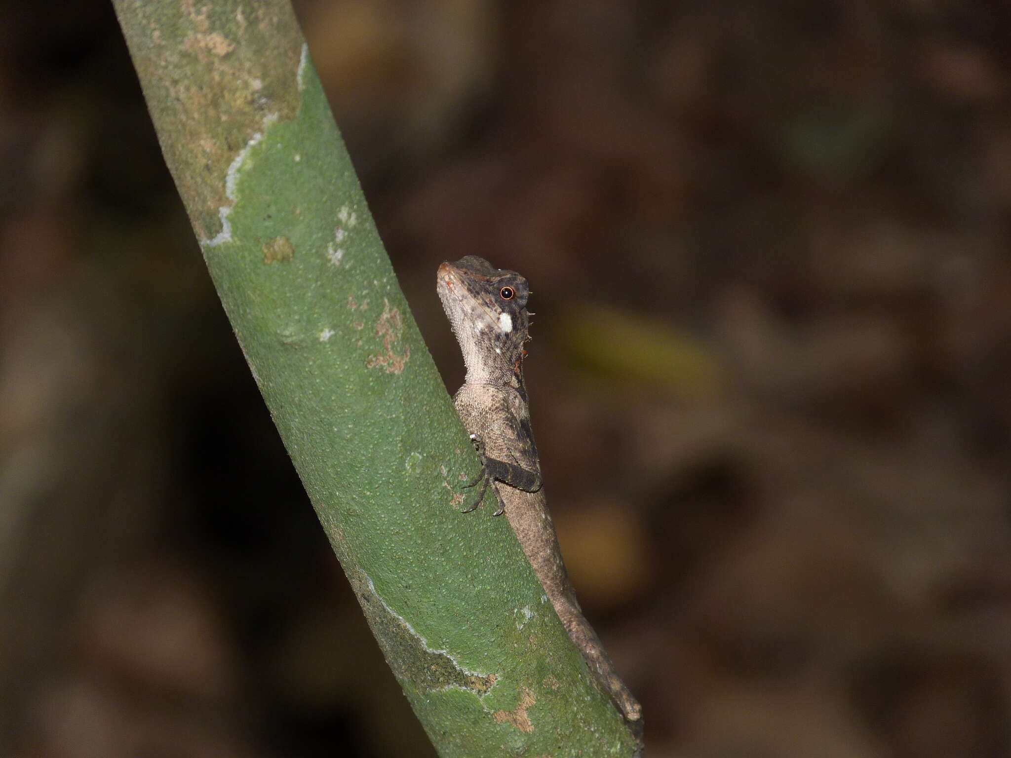 Image of Elliot's Forest Lizard