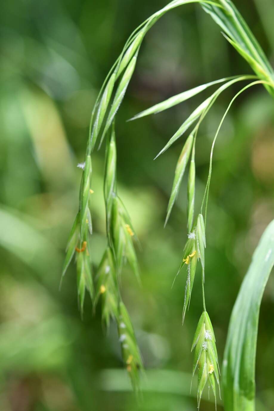 Image of nodding brome