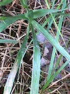 Image of Carolina silkgrass