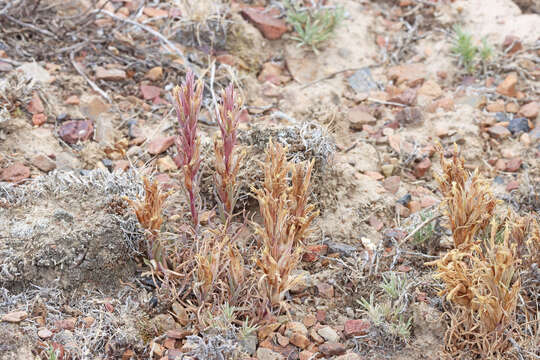 Слика од Castilleja pallescens (Nutt. ex A. Gray) Greenm.