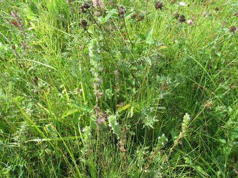 Image of Euphrasia hirtella Jordan ex Reuter