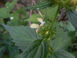 Image of Lamium galeobdolon subsp. flavidum (F. Herm.) Á. Löve & D. Löve