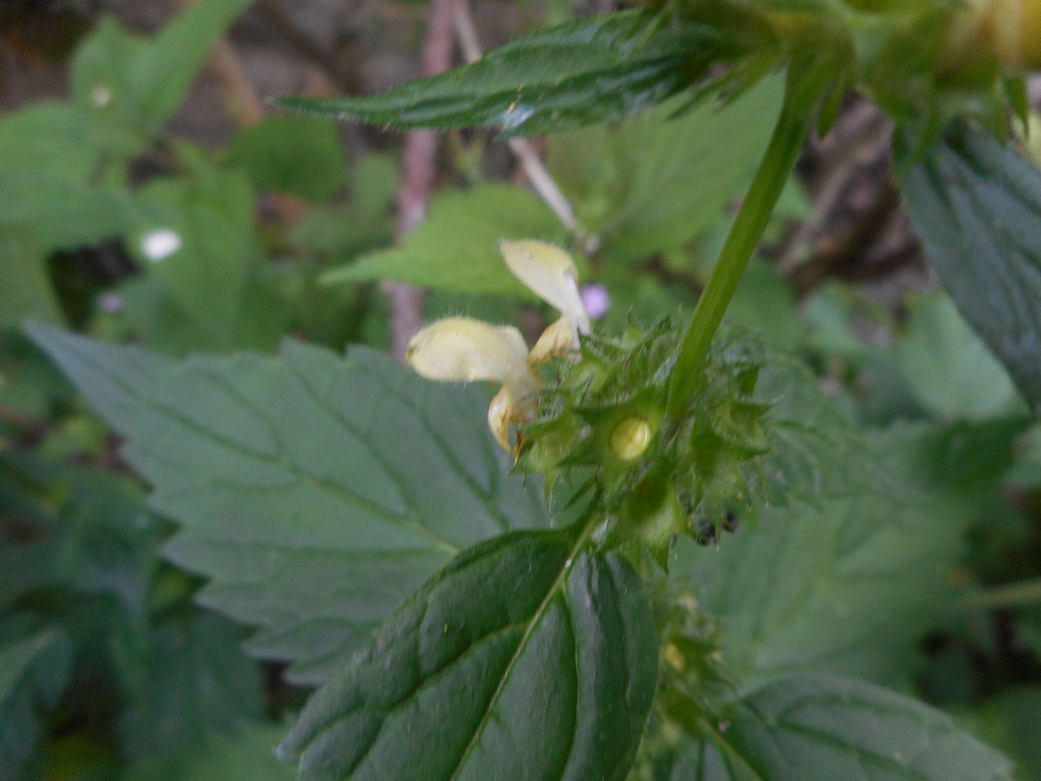 Imagem de Lamium galeobdolon subsp. flavidum (F. Herm.) Á. Löve & D. Löve