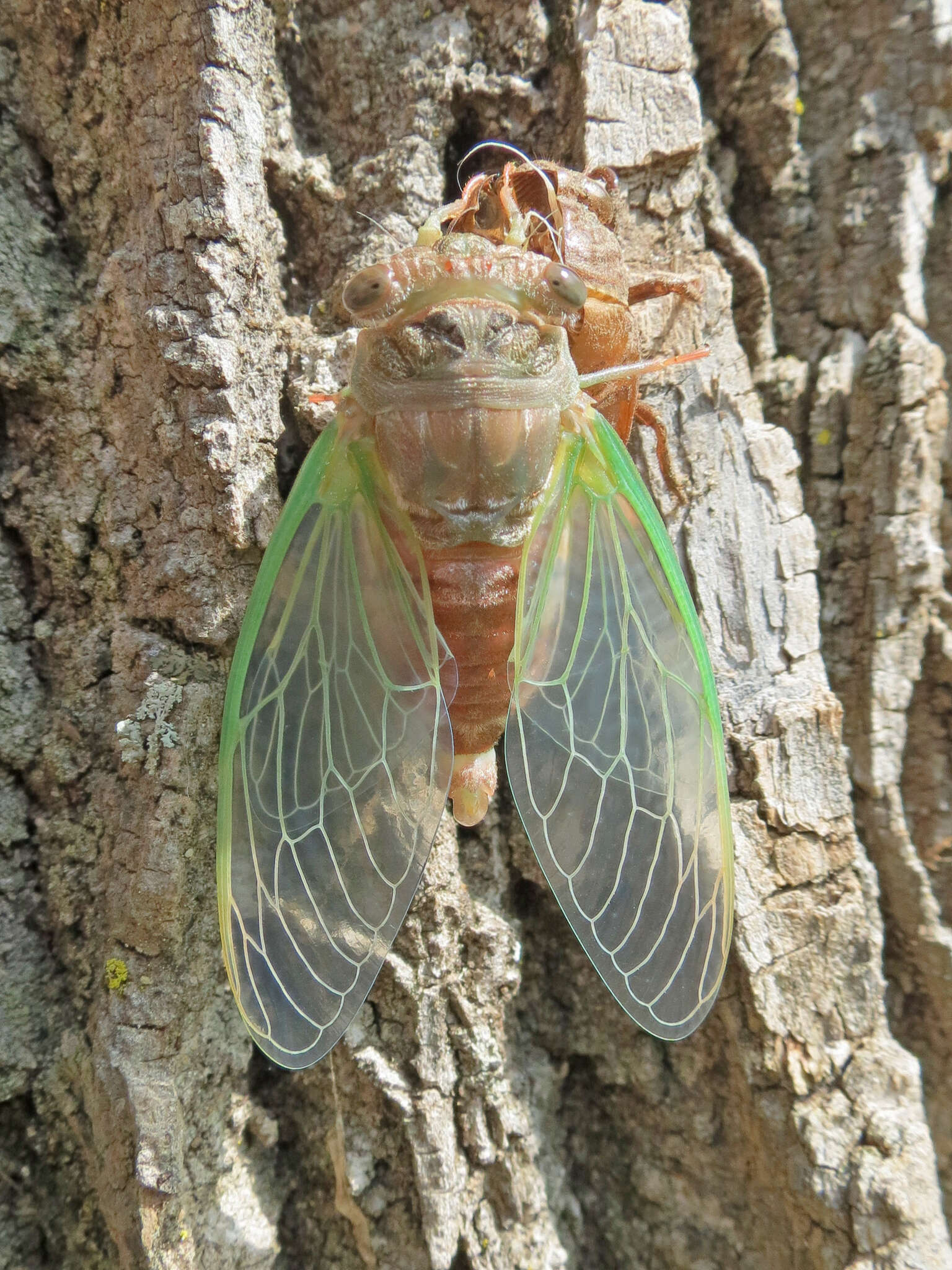 Plancia ëd Neotibicen canicularis (Harris 1841)